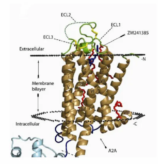 Figura  1.4.6.  Struttura  cristallografica  del  recettore  A 2A   dell’adenosina 