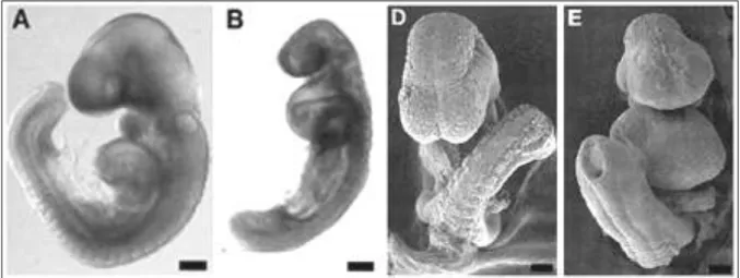 Fig. 1.5: In A e D, embrioni di topo “wild type” a 9 giorni di gestazione, in visione laterale (A) e frontale 