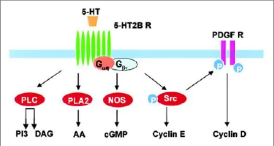 Fig.  1.6:  schema  delle  principali  vie  di  trasduzione  del  segnale  attivate  dal  legame  della  serotonina  al 