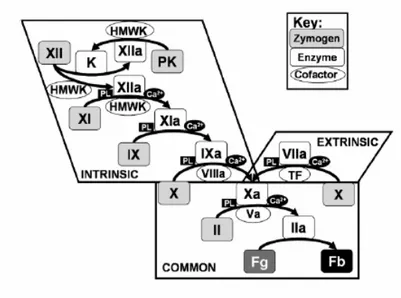 Fig 1.1: Rappresentazione schematica del processo coagulativo. 