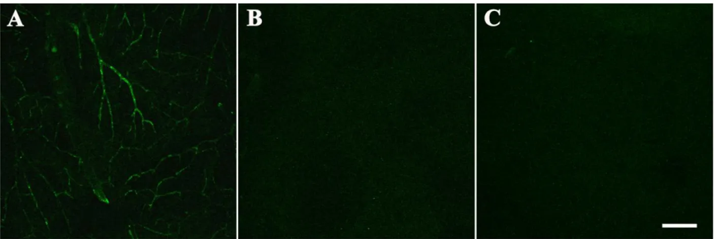 Figura 6. Valutazione della specificità dell’anticorpo policlonale di capra diretto contro i beta3-ARs