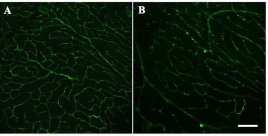 Figura 7. Studi immunoistochimici del pattern di distribuzione del beta3-AR a  livello del plesso capillare esterno (A) e  interno 