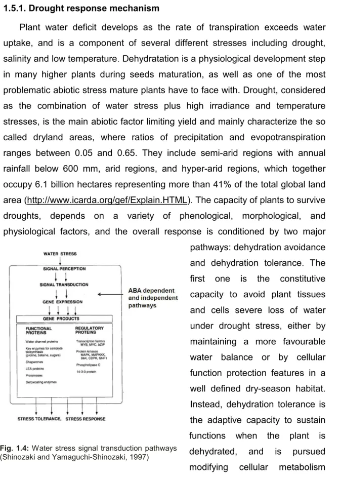 Fig.  1.4: Water  stress  signal  transduction  pathways 