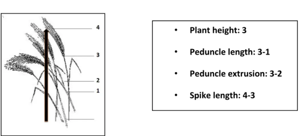 Fig 3.6: Schematic representation of morphological data considered 