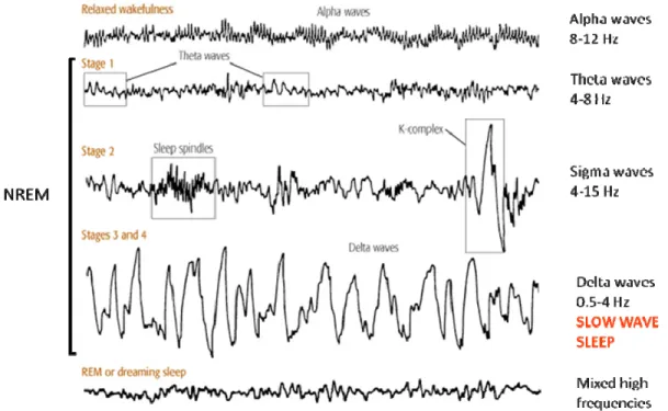 Fig. 1: brain waves recorded by EEG during relaxed wakefulness and sleep. 