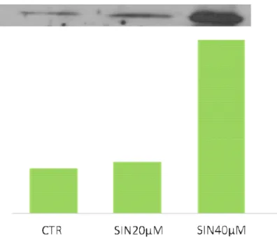 Fig.  29:  Western  blotting  eseguito  su  microsomi  di  epatociti  primari  di  ratto