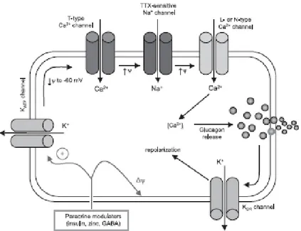 Figura 10 Meccanismo di secrezione del glucagone  Un modello simile è stato proposto anche per le cellule α dell’uomo (15) 
