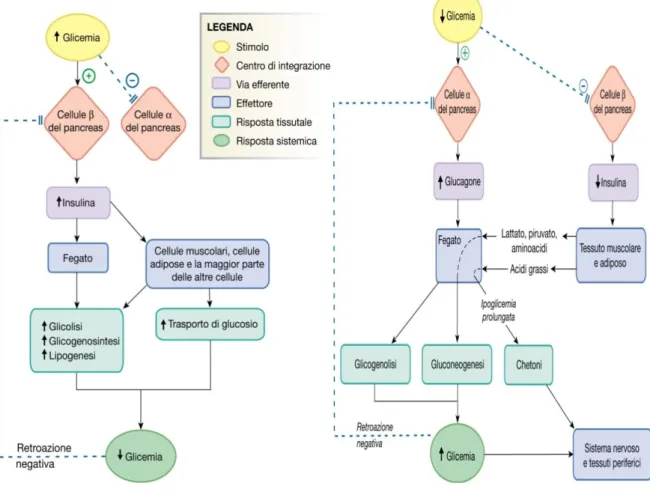 Figura 11 Meccanismo di regolazione del glucosio 