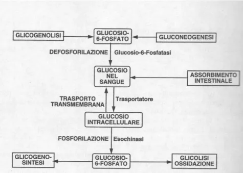 Figura 2- Reazioni e vie metaboliche cellulari responsabili dell'immissione di glucosio nel sangue e dell'utilizzazione di glucosio  circolante 