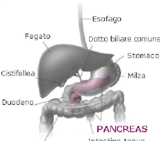 Figura 4 Anatomia del Pancreas 