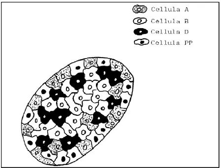 Figura 5 Struttura delle isole di Langerhans 