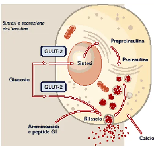 Figura 7 Meccanismo di secrezione dell'insulina 