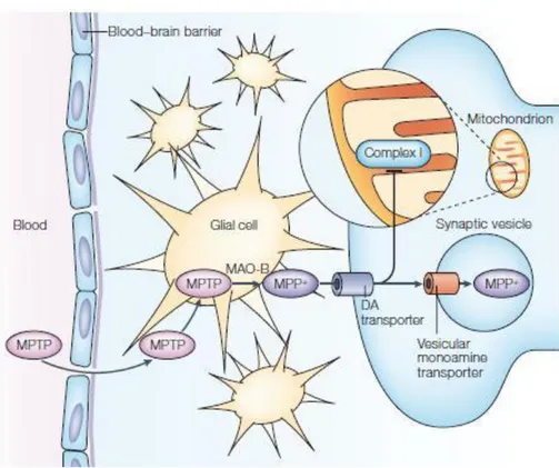 Figure  6.  MPTP  can  cross  the  brain  barrier  and  in   non-dopaminergic  cells  it  is   metabo-lized  in  MPDP +   by  the  enzyme  MAO-B