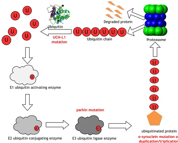 Figure 8. The mutations described above influence the proteasome pathway. In red: mutated genes affecting the  various steps of the pathway