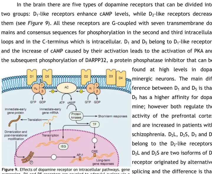 Figure 9. Effects of dopamine receptor on intracellular pathways. gene  expression. D1 and D5 receptors are coupled to adenylyl cyclase via a  stimulatory  G  protein,  while  D2  receptor  inhibits  cyclase  activity  via  coupling  to  an  inhibitory  G 