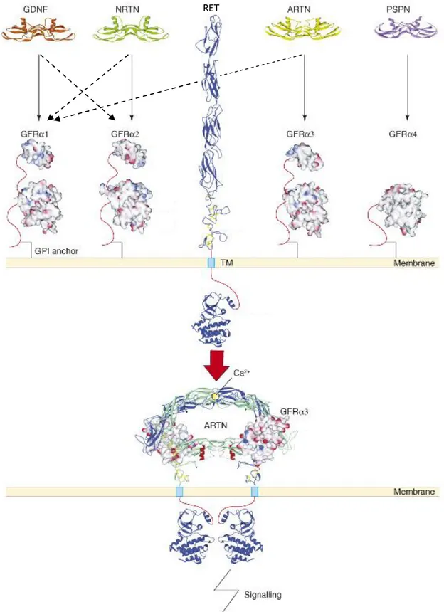 Figure 12. GFL and their GFRα receptors. 