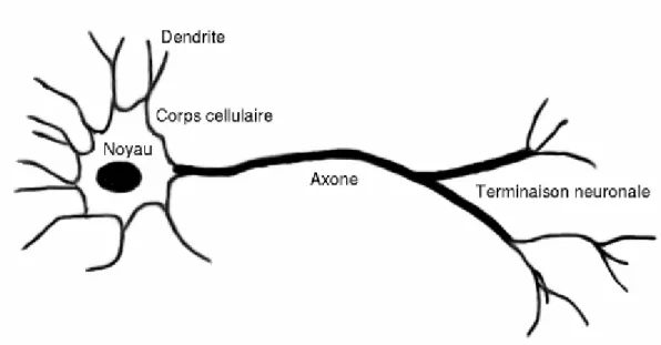 Fig.  3.1:  Rappresentazione  schematica  di  un  neurone  (fonte:  Wikipedia).  I  dendriti nella parte sinistra della figura ricevono gli stimoli