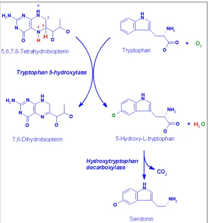 Fig. 1.1: via biosintetica della serotonina 