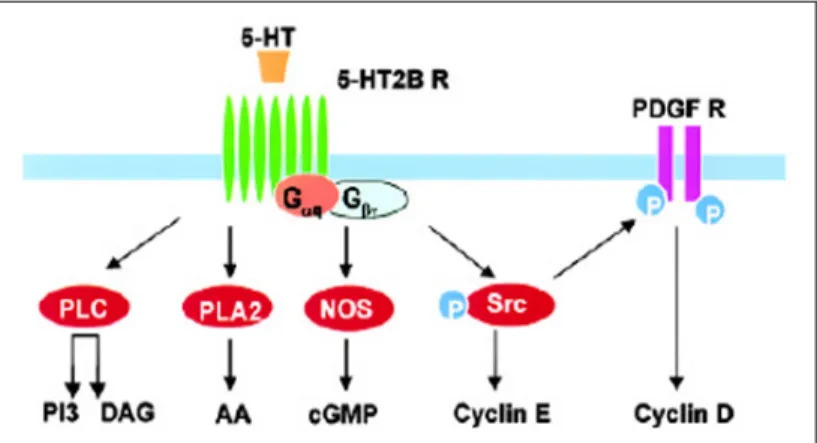 Fig. 1.7: schema delle principali vie di trasduzione del segnale attivate dal legame della serotonina 