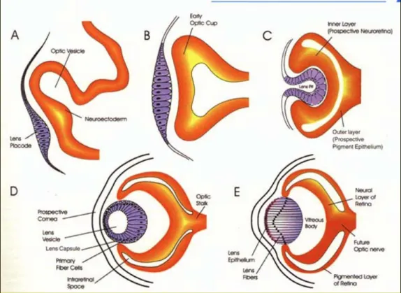 Figura 1.9: schema dello sviluppo dell’occhio nei vertebrati. La vescicola ottica evagina dal diencefalo e 