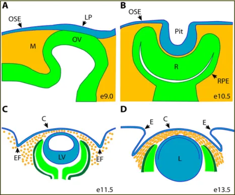 Fig.  1.10:  Schematizzazione  della  morfogenesi  del  segmento  anteriore  dell’occhio