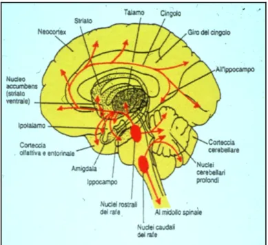 Fig.  1.2:  Rappresentazione  schematica  delle  proiezioni  assonali  dei  neuroni  serotoninergici  dei 
