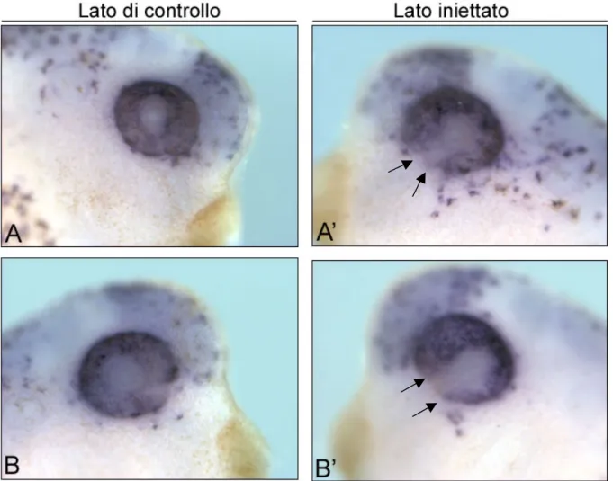 Figura  4.7.  La  sovraespressione  del  gene  5-HT2B  altera  la  morfogenesi  dell’epitelio  pigmentato  della  retina