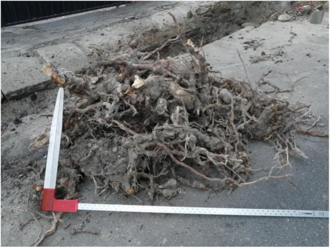 Figura 1.13 - Alcuni noduli scavati durante la rimozione di una ceppaia di pino in ambito urbano.