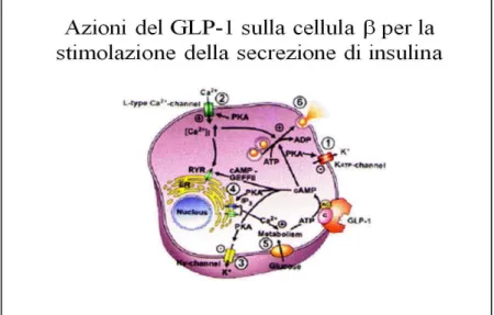 Figura 7. Stimolazione della produzione di insulina  