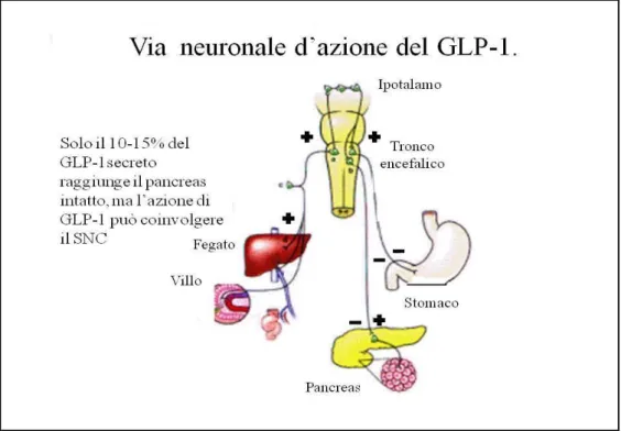 Figura 8. Azioni del GLP-1 sugli organi periferici mediate dalle vie nervose. 