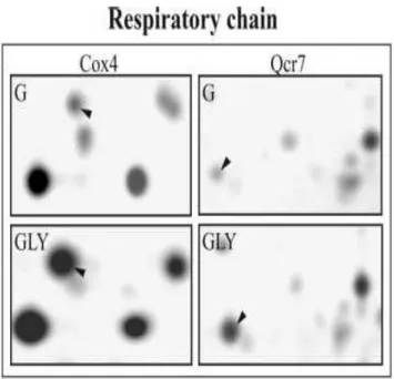 Figura 1.10: Induzione differenziale di proteine implicate nella respirazione cellulare, come Cox4, che fa parte del complesso IV (citocromo c ossidasi), in cellule che crescono fermentando glucosio (G) e in cellule che crescono in aerobiosi su glicerolo (