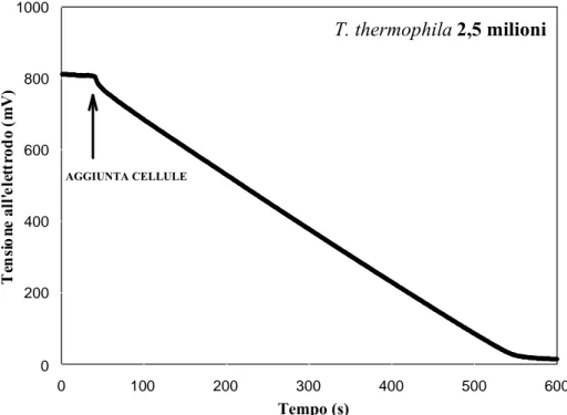 Figura 2.5 Misura con Elettrodo di Clark dell’attività respiratoria di cellule di T. thermophila