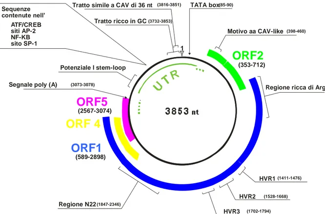 Figura III: Organizzazione genomica di TTV. Le posizioni si riferiscono all‟isolato  TA278