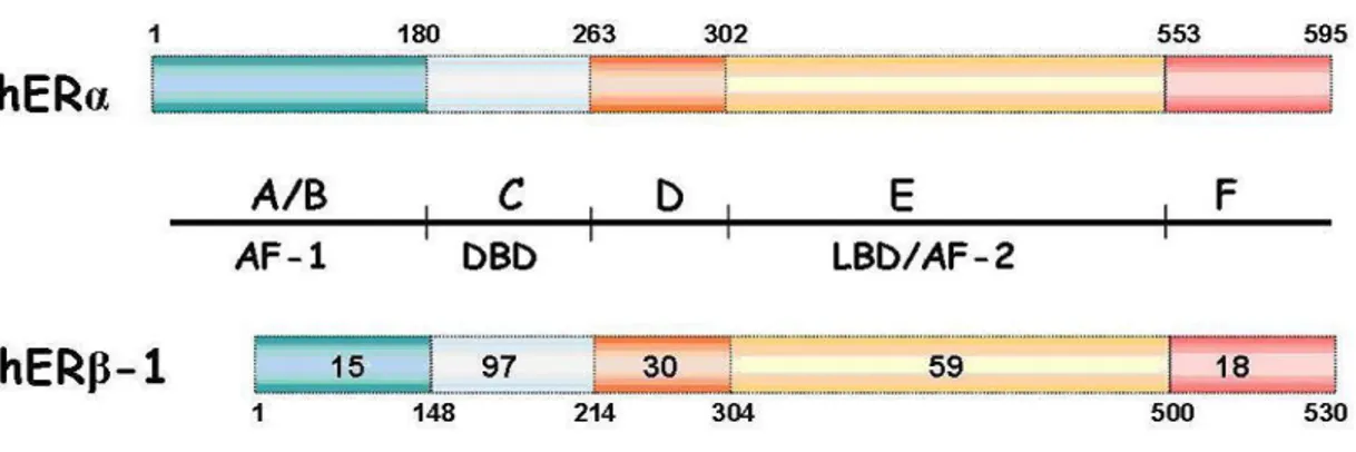 Fig.  B.  A  schematic  structural  comparison  of  human  ERα  and  ERβ  functional  domains