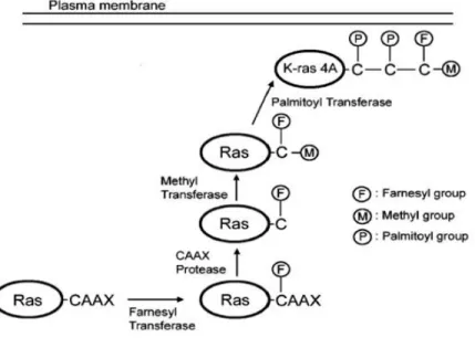 Figura  4:  Modificazioni  post-traduzionali  delle  proteine  Ras.  Tutte  le  proteine  Ras  contengono  un  motivo  carbossiterminale  CAAX,  al  livello  del  residuo  di  cisteina  di  tale  motivo  viene  aggiunto un gruppo farnesile ad opera della f
