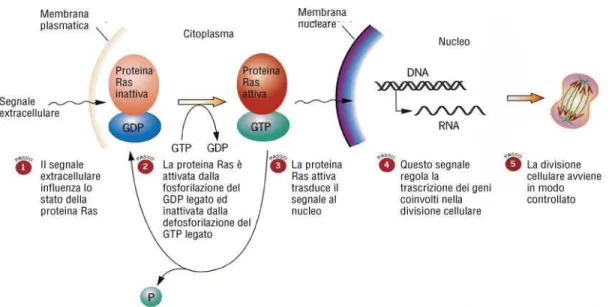 Figura 5: Attività GTPasica delle proteine Ras.  Sono  rappresentati  lo  stato  attivo  e  inattivo           della  proteina  Ras  caratterizzati  dal  legame  con  il  GTP  e  il  GDP  rispettivamente