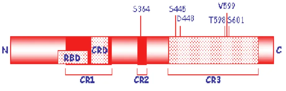 Figura  7:  Struttura  generale  delle  proteine  RAF.  Sono  mostrati  i  principali  domini  proteici,  CR1,  CR2,  CR3  con  i  residui  aminoacidici  in  cui  sono  state  individuate  mutazioni  puntiformi