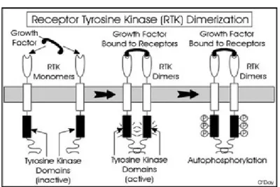 Figura  8:  Meccanismo  di  attivazione  dei  recettori  tirosin-chinasici.       Il  cambiamento  conformazionale  indotto  dal  ligando  promuove  la    dimerizzazione  del  recettore  e  la  fosforilazione  di 