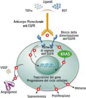 Figura  9: Attività  degli  anticorpi  monoclonali  (mAb)  anti-EGFR  Gli  mAb  competono  con  i  fattori  di  crescita  per  il  legame  alla  porzione    extracellulare  del  recettore  e  agiscono  bloccando  l’attività dello stesso  e i segnali che pr
