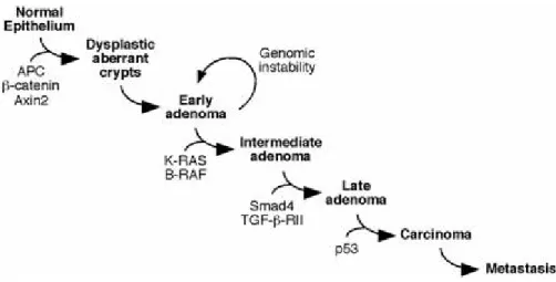 Figura  1:  Sequenza  adenoma-carcinoma.  Eventi  molecolari  responsabili  della 