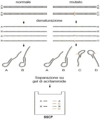 Figura 13: SSCP: Le bande corrispondenti ai riarrangiamenti delle   emieliche sono due per  il campione wild-type, mentre per il campione  mutato in eterozigosi si possono visualizzare  quattro bande