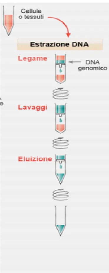 Figura 9: Passaggi estrazione del DNA    