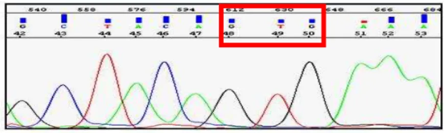 Figura  22:  Elettroferogrammi:  In  figura  è  stata  riportata  la  sequenza  wild-type  del  codone 600 dell’esone 15 del gene BRAF