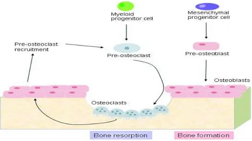 Fig 1.3 Raffigurazione che riassume il ruolo svolto da osteoblasti ed osteoclasti 