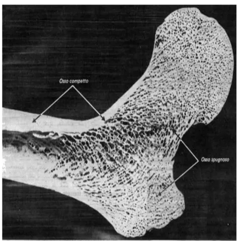 Fig 1.4 Sezione di epifisi e del tratto iniziale  della diafisi di osso lungo. 