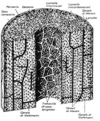 Fig 1.1 Disegno tridimensionale di un segmento di diafisi di un osso. 