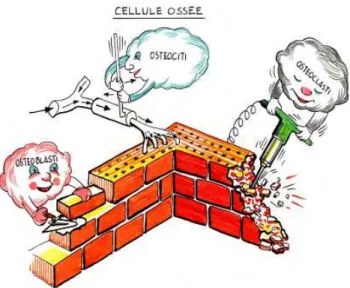 Fig. 1.2 Rappresentazione grafica del ruolo svolto da osteociti, osteoclasti ed osteoblasti