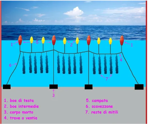 Figura 1.4 - Tipologia di impianto long-line in mare (tipologia off-shore)