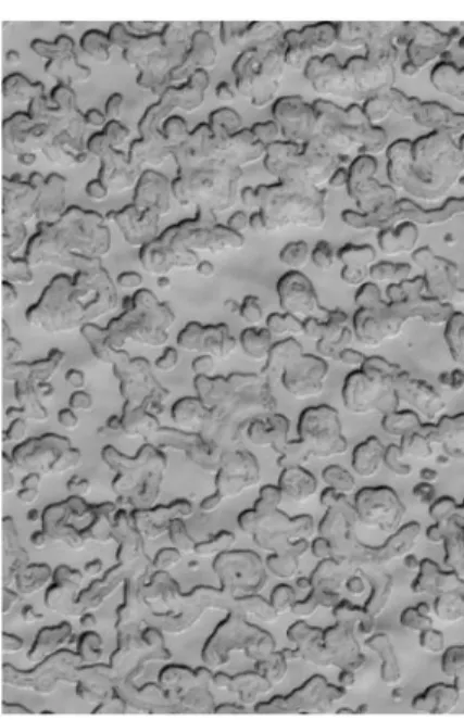 Figure 13 swiss-cheese’ terrain caused  by the sublimation of CO 2  ice on the 