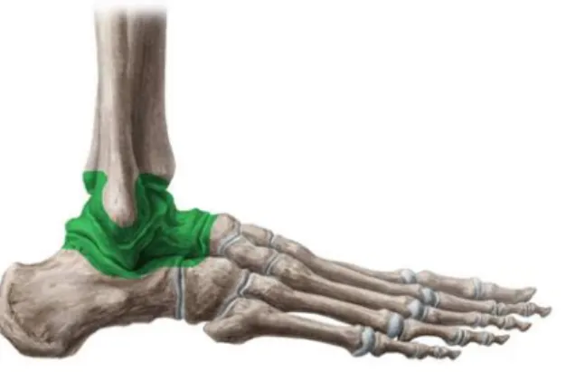 Figura 3.  L’articolazione della caviglia 